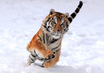 Тигры все чаще «берут в плен» жителей поселков Хабаровского края и Приморья