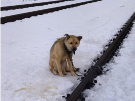 В Тульской области обнаружили собаку, привязанную к железнодорожным путям