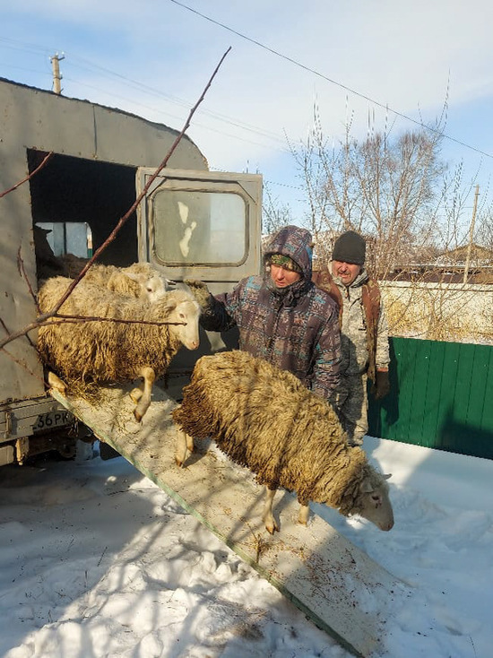 Аграрий получил от центра «Амурский тигр» десять баранов