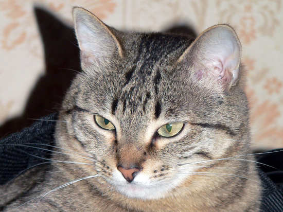 Грабитель в Балашихе постеснялся воровать на глазах у кота