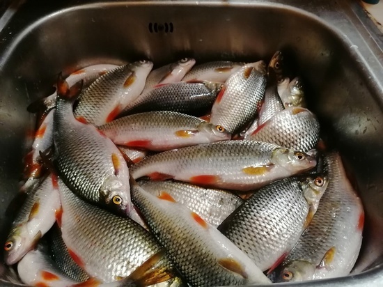 «Червивая рыба»: псковские рыбаки обсуждают зараженный улов