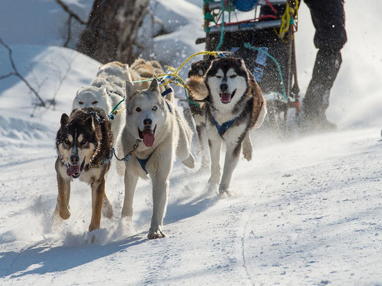 "Быстрее ветра": в Ивановской области проходят гонки на собачьих упряжках