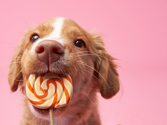Кинологи рассказали, почему собакам нельзя сладкое
