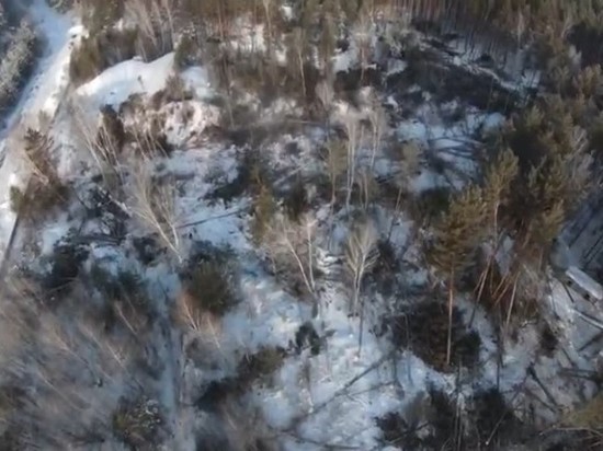 Жители Нижней Ельцовки в Новосибирске просят федеральные власти вмешаться в вырубку краснокнижного леса