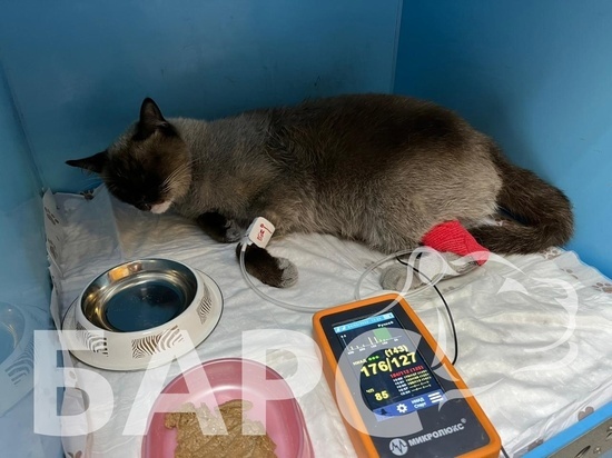 Ветеринары бесплатно лечат кота Оскара, которого пожарные спасли из горящей квартиры в Твери