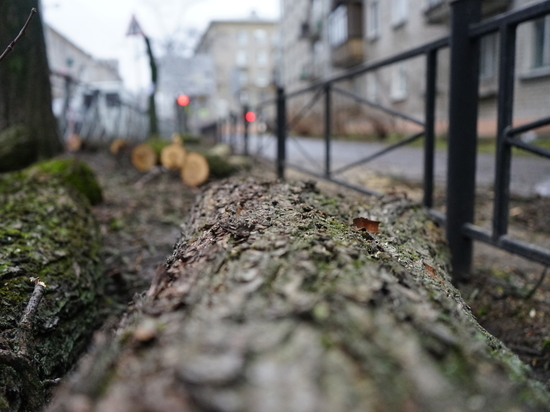 В Черняховске по факту незаконной вырубки деревьев возбудили уголовное дело