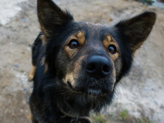 В Курске прокуратура обязала мэрию заключить контракт на отлов бродячих собак