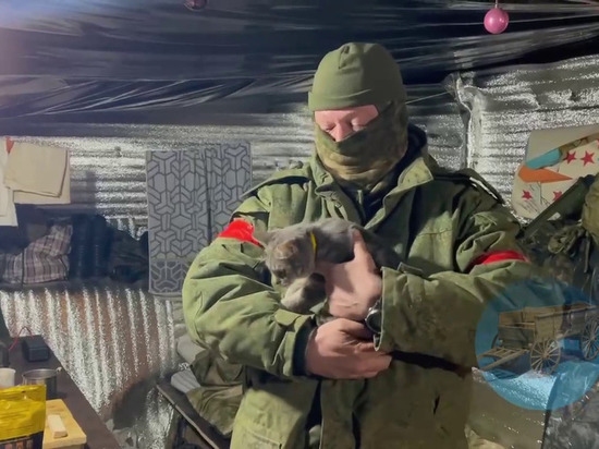 Соскучившуюся кошку доставили участнику СВО со Ставрополья
