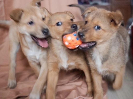  Помочь с игрушками для приютских щенков попросили псковские зоозащитники