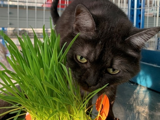 В Ноябрьске детсадовцы вырастили полезную траву для приютских кошек
