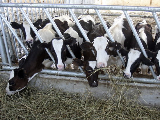 Новый коровник появился на месте разрушенных построек в Домодедово