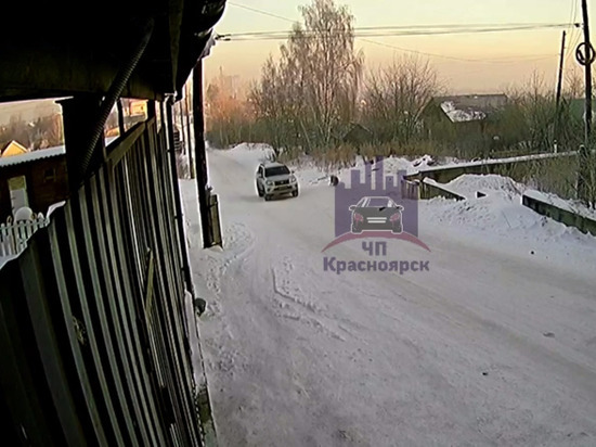 Полицейские ищут убийцу животных в Октябрьском районе Красноярска