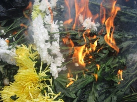 Более 25 тысяч цветов с опасными насекомыми уничтожили в Псковской области
