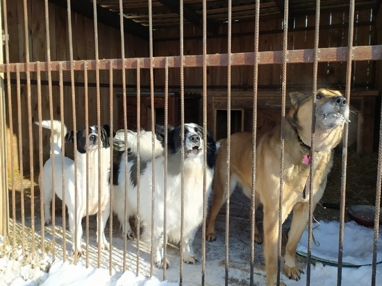 Экс-депутат ГД от Новосибирской области Вера Ганзя призвала усыплять бездомных собак