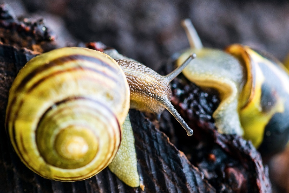 Scientists find glue in snails for healing wounds