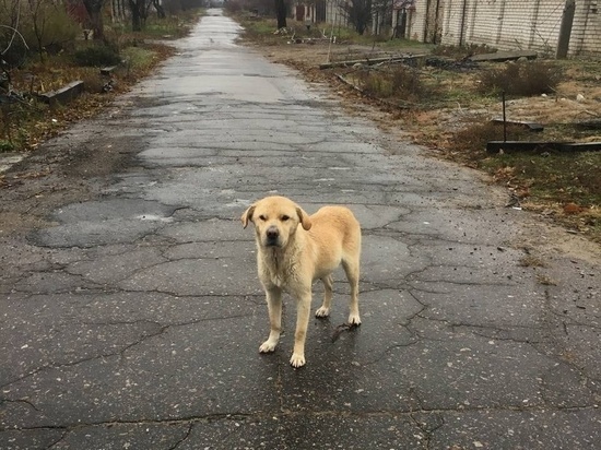 Жительница Рязани попросила помочь бездомным животным из Луганской области