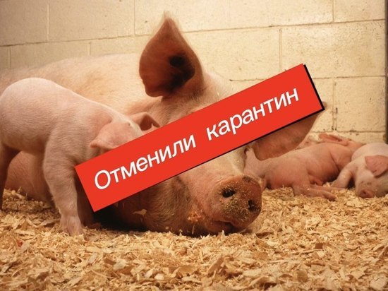 Карантин по африканской чуме свиней отменили в Ивановской области