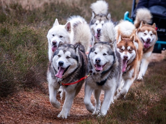 Биологи выяснили, какие собаки отвечают на вой волков