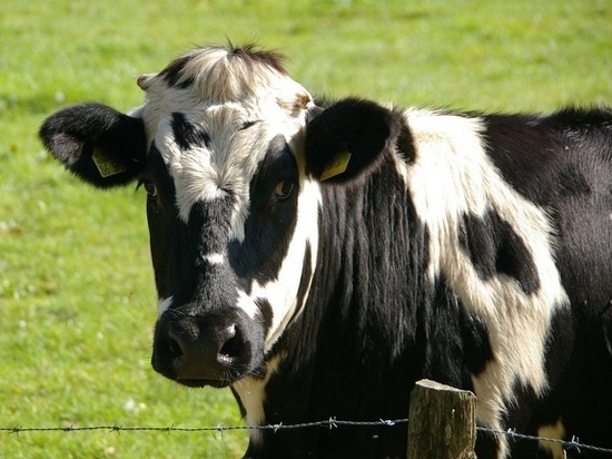 Ученые разработали новый способ отбора коров для машинного доения