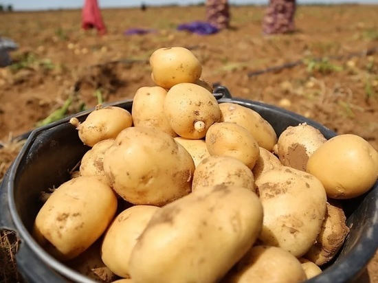 В Ярославской области поддержат аграриев, выращивающих картофель и овощи