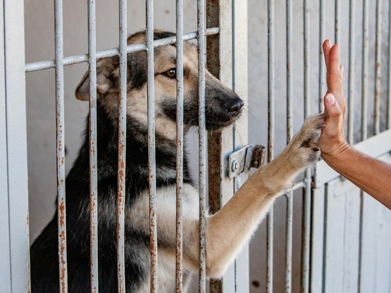 В Приморье ввели режим ЧС из-за нападений собак