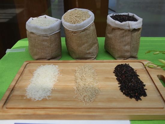 Ученые обнаружили угрозу падения урожайности риса из-за изменения климата