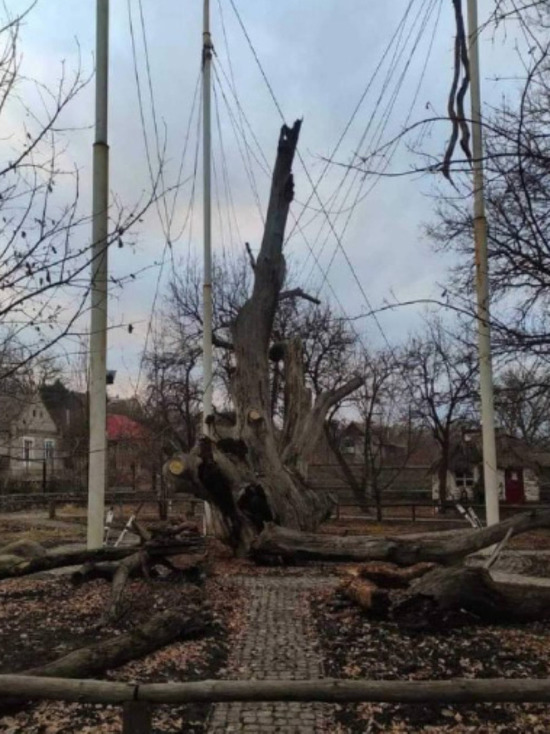 В Запорожье рухнуло самое старое дерево Украины