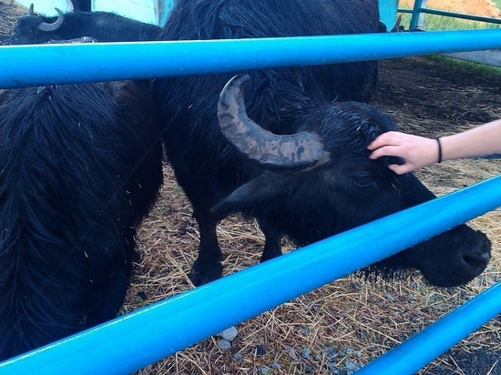 Десять тонн сена отправили из ростовского зоопарка животным Мариуполя