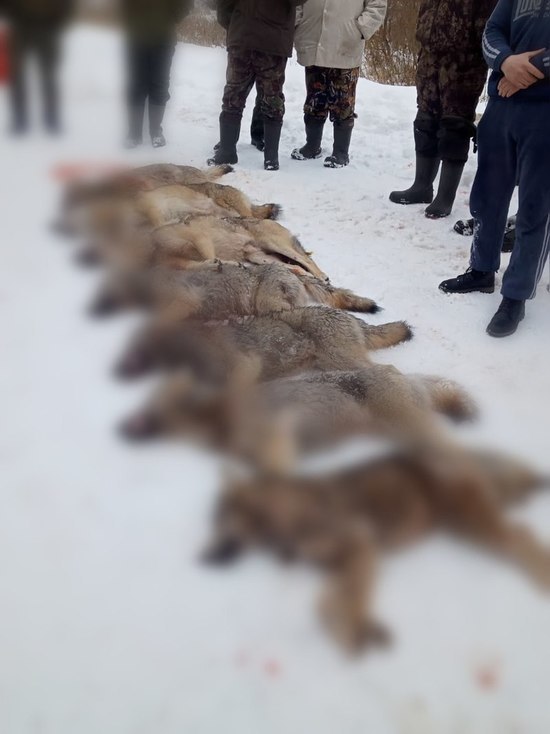7 волков держали в страхе жителей пыталовской деревни