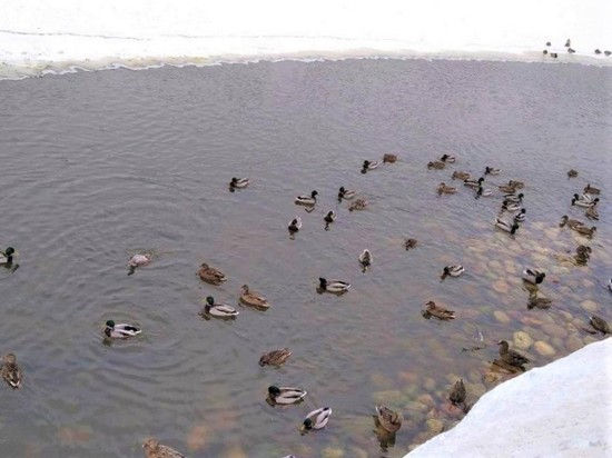 В 4 раза увеличилось количество зимующих уток на Клязьме в Орехово-Зуево