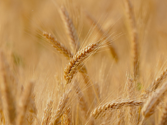 Эксперты назвали четыре главных вопроса современного сельхозпроизводства в России