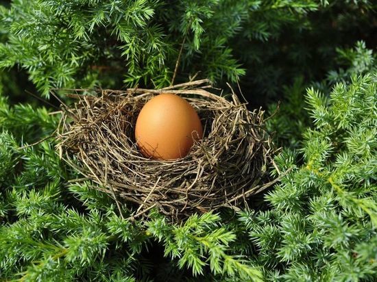 Биологи доказали, что яйцо появилось раньше курицы