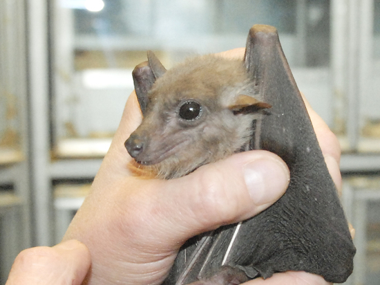 Обессиленную летучую мышь спасли жители подмосковной деревни