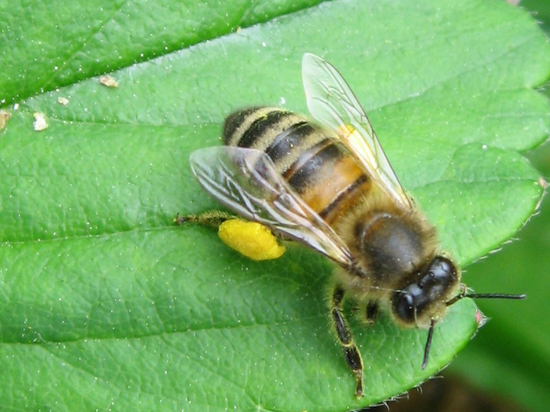 У пчел, оказывается, тоже есть искусственное осеменение
