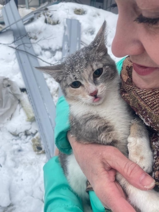 Мужчины из Тверской области залезли на высокое дерево, чтобы спасти кошку