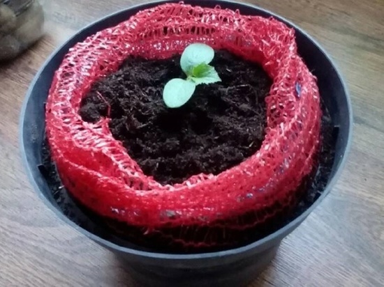 Как выращивать огурцы в овощной сетке