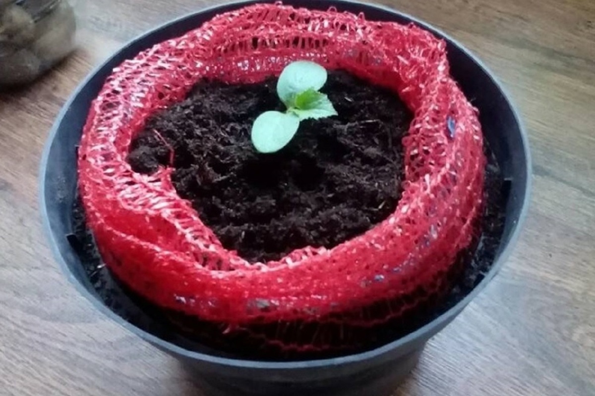 Как выращивать огурцы в овощной сетке