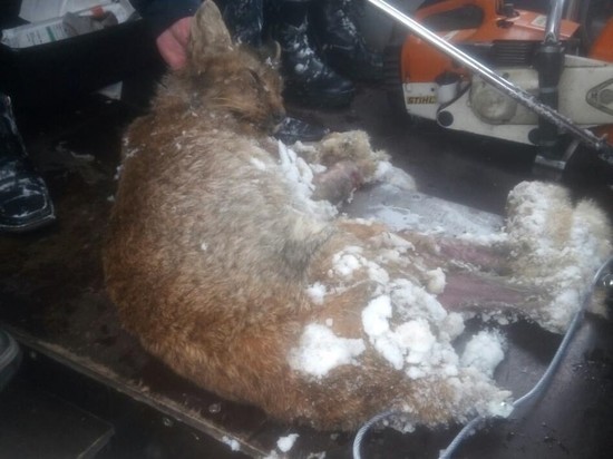В Кинешме Ивановской области спасатели и ветеринары поймали раненую рысь