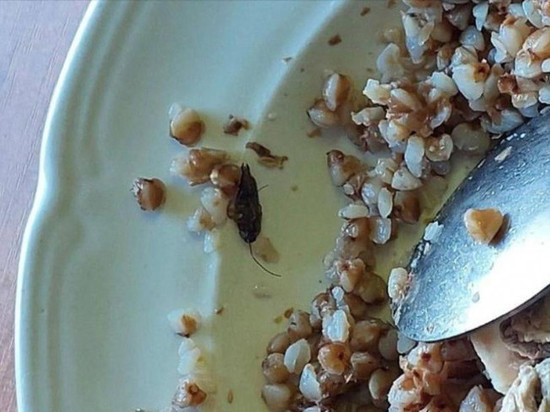 В Тамбовском колледже провели проверку после публикации в соцсетях фото тарелки с тараканом