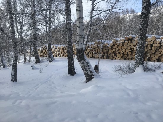 Жителя Хакасии осудили за вырубку леса на сумму более 1 млн рублей
