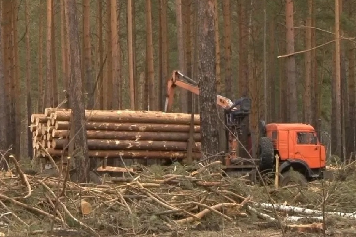 В Костромской области зафиксированы факты вывоза леса с нарушением
