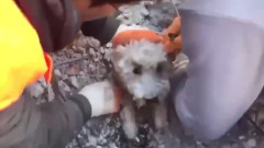 Видео спасения собаки из-под обломков дома в Турции умилило пользователей соцсетей
