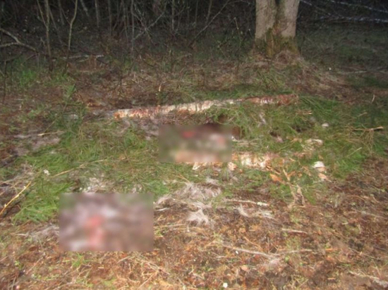 В Гусь-Хрустальном завершено расследование дела о незаконной охоте