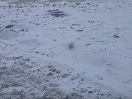 Опубликовано видео, как белый медведь пришел к ледоколу «Арктика» за обедом