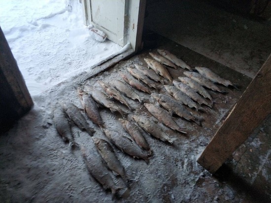 Силовики поймали браконьеров около полуострова Ямал с несколькими тоннами запрещенной для вылова рыбы