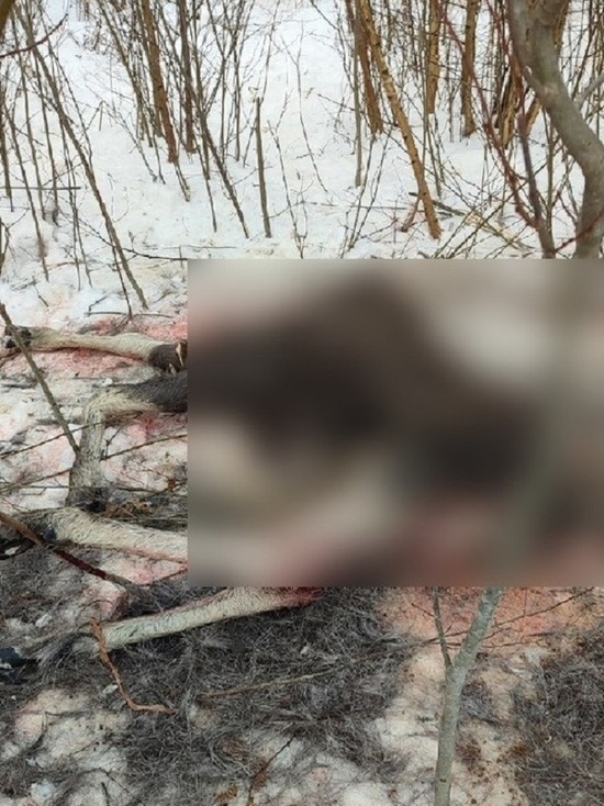 «Работа браконьеров»: тело застреленного лосенка обнаружили под Псковом