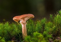 Около 90 % летальных случаев после употребления грибов в мире связаны с экстремальным видом бледной погадкой из Европы. Как она так быстро распространяется по планете выяснили американские ученые.