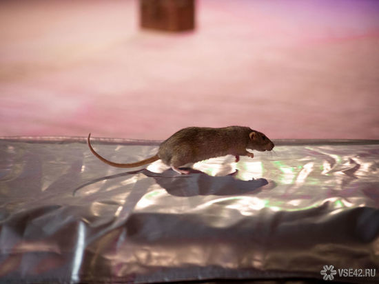 Жители многоквартирного дома в кузбасском городе шокированы нашествием крыс