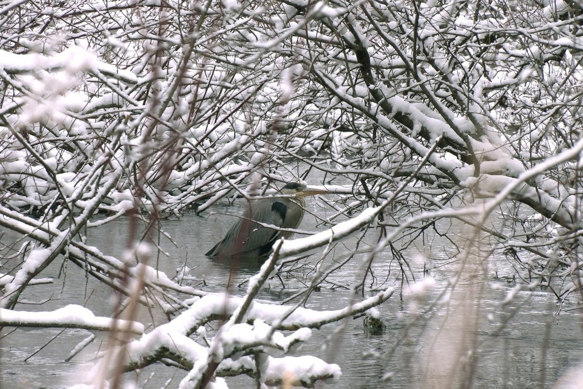 какие птицы зимуют в санкт петербурге и ленобласти