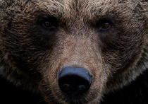 Собака, которую перепутали с медведем, напугала жителей Наро-Фоминского городского округа Подмосковья